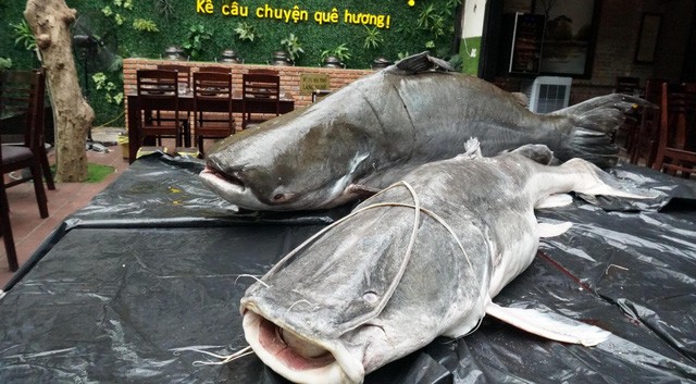 Cá lăng nặng 86 kg, còn cá tra dầu nặng 163 kg