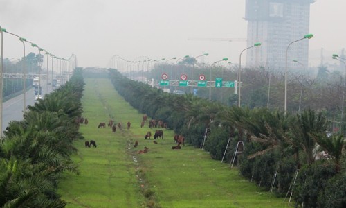 Việc chăn thả trâu bò trên Đại lộ Thăng Long gây mất cảnh quan đô thị. Ảnh: Đinh Luyện (chụp ngày 11/3)