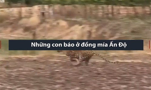 Xung đột giữa báo hoa mai và nông dân trên đồng mía Ấn Độ