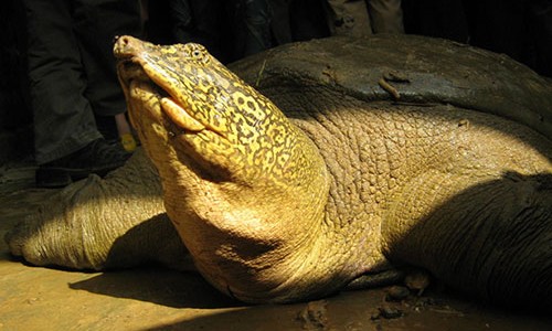Bức ảnh chụp rùa Hoàn Kiếm (Rafetus swinhoei) được giải cứu sau vụ vỡ đập Đồng Mô vào năm 2008. (Ảnh: Timothy McCormack/ATP).