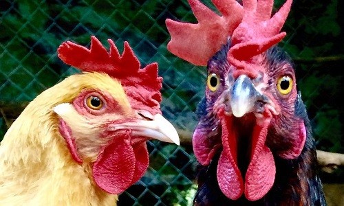 Hơn 2.200 con gà được sử dụng để đối phó với nạn châu chấu hoành hành ở tỉnh Tân Cương. Ảnh: Flickr.