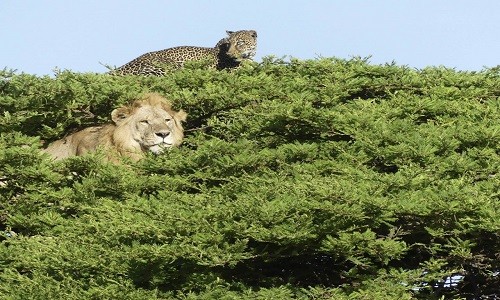 Báo đốm lộ rõ vẻ sợ hãi khi sư tử bám theo lên cây. Ảnh: Derick Benezet Kaijage.