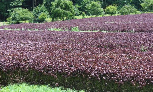 Akina Đông Á đầu tư phát triển cây tía tô Nhật Bản chất lượng cao 