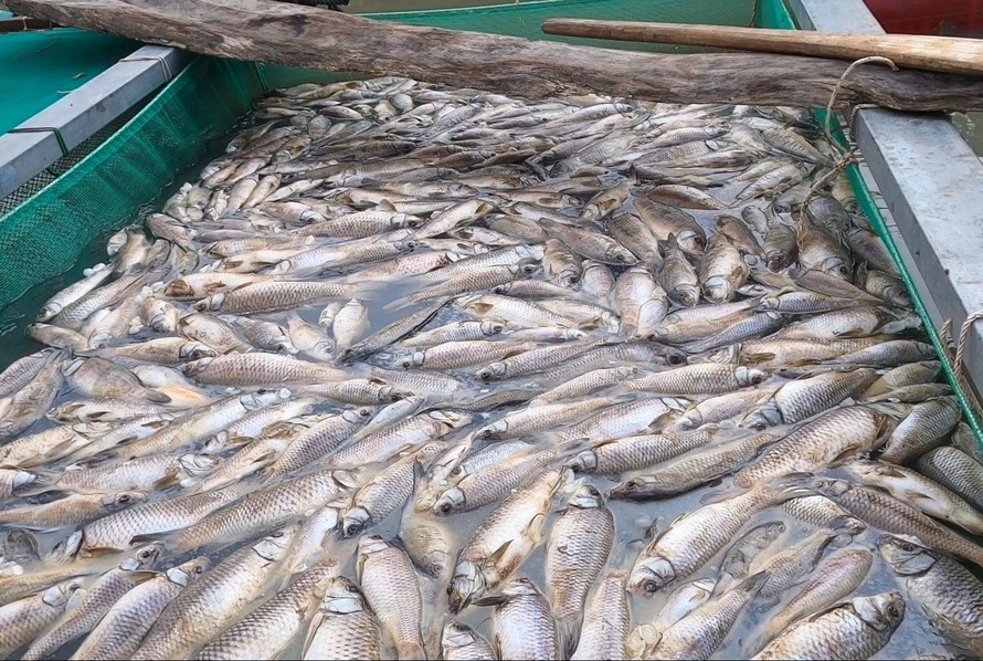 Làm rõ nguyên nhân cá chết hàng loạt trên thượng nguồn sông Sài Gòn