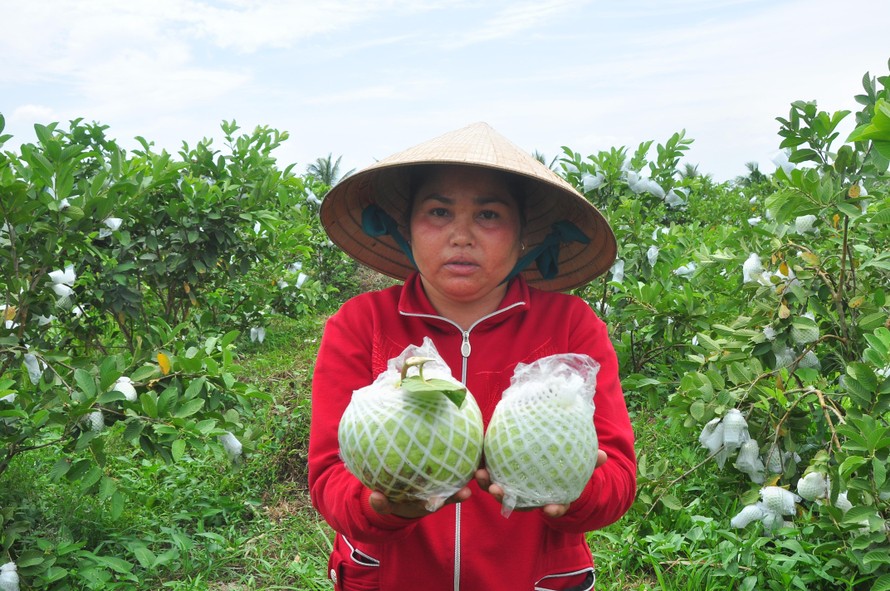 Nông dân trồng ổi ở Sóc Trăng thấp thỏm vì không có người mua