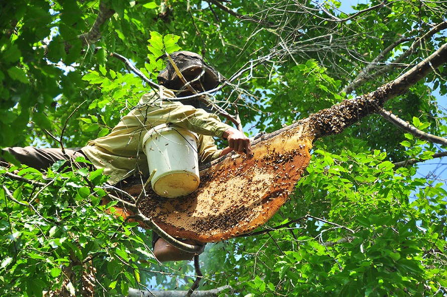 Ớn lạnh cảnh thợ trèo lên cây cao chót vót lấy mật ong ở miền Tây
