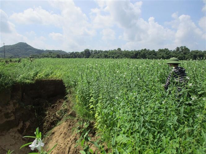Thanh Hóa: Sạt lở đất nông nghiệp ven bờ sông Mã