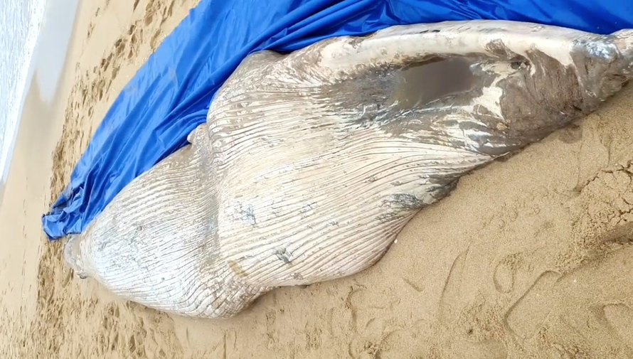 Cá Voi trắng chết dạt vào bờ biển Quảng Bình.