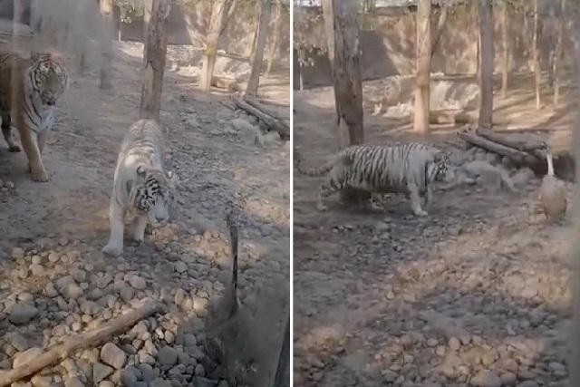 Ảnh cắt từ clip cho thấy 2 con hổ mon men tiến lại gần con ngỗng liền bị nó rượt đuổi "chạy té khói".