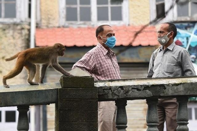 Khỉ trộm cướp đang là vấn đề khiến giới chức New Delhi đau đầu