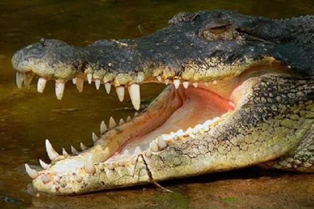 Cá sấu hoang dã là loài động vật nguy hiểm, hoàn toàn có thể tấn công người.
