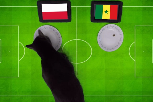 Tiên tri mèo dự đoán Ba Lan là đội sẽ giành chiến thắng.