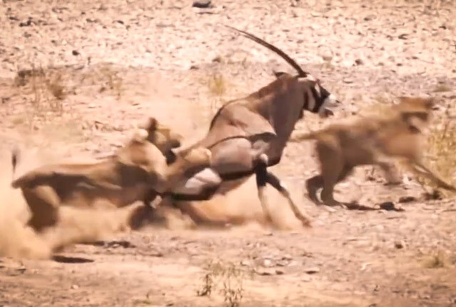 Bị sư tử tấn công, linh dương sừng kiếm vẫn thoát chết ngoạn mục