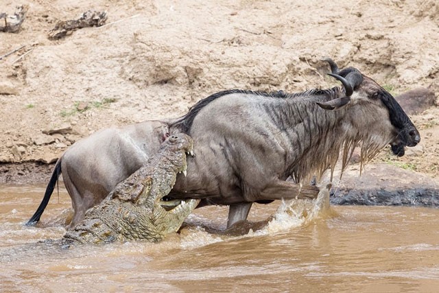 Vượt sông, linh dương đầu bò bị cá sấu sát hại dã man