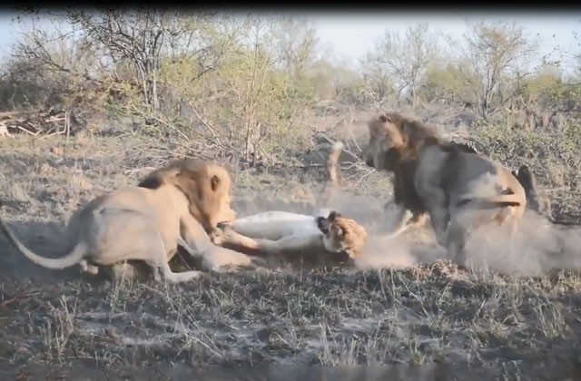 Vì miếng ăn, 2 con sư tử đực tấn công sư tử cái