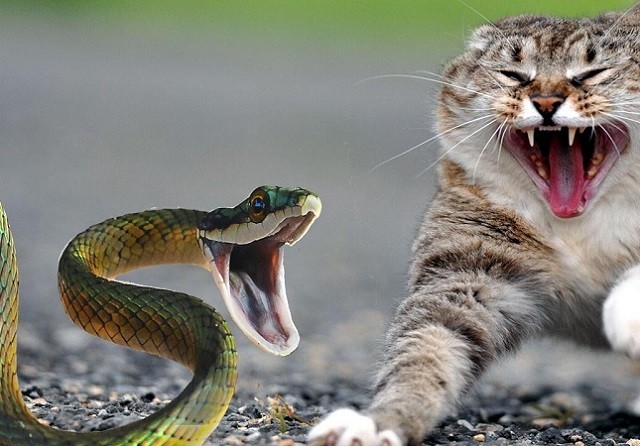 Tổng hợp những hình ảnh con mèo và con rắn khiến bạn nín thở