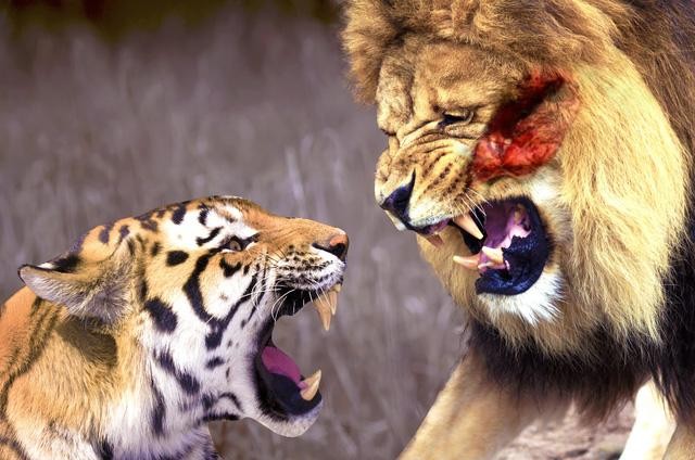 Những trận đấu “lịch sử” giữa sư tử và hổ