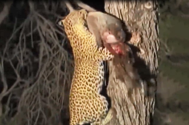 VIDEO: Những pha săn mồi dũng mãnh của loài báo
