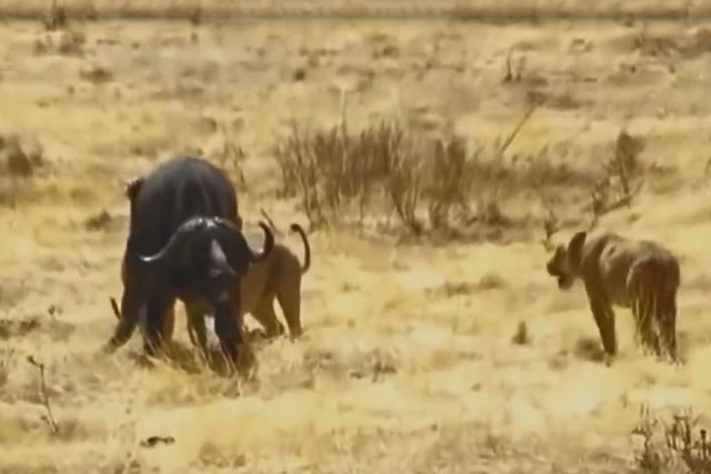 VIDEO: Cuộc chiến sinh tử giữa trâu rừng với đàn sư tử