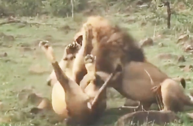 VIDEO: Màn giao đấu ác liệt giữa 2 con sư tử đực