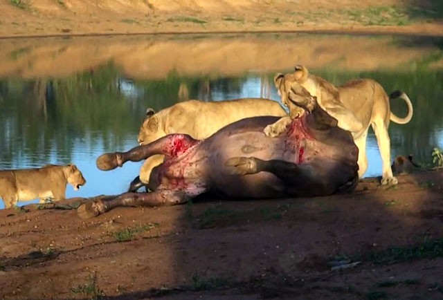 VIDEO: Đàn sư tử hợp sức hạ gục trâu rừng