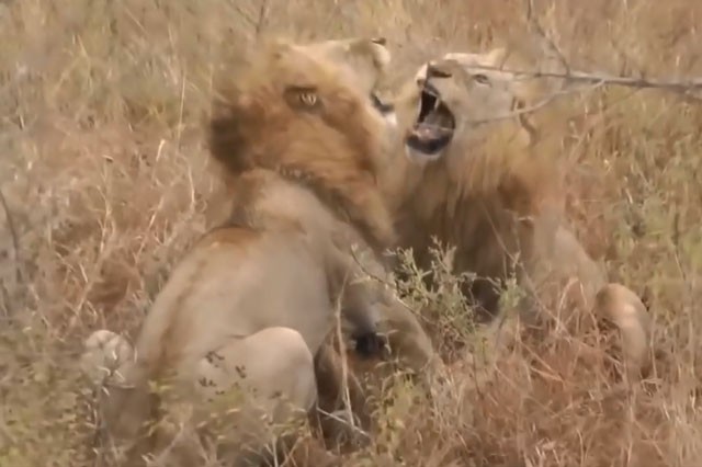 VIDEO: Sư tử đực hỗn chiến vì miếng ăn