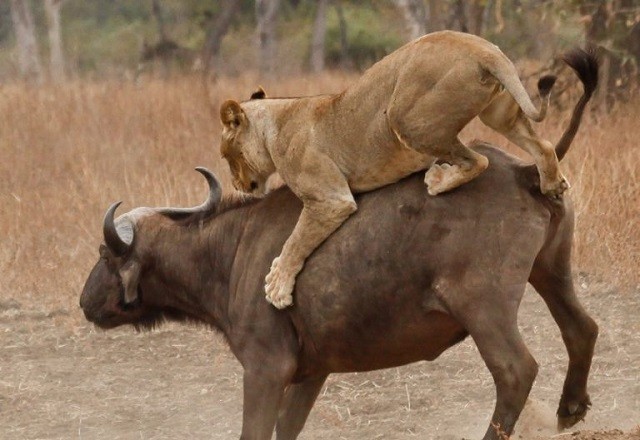 Trâu rừng mẹ đánh nhau với sư tử để bảo vệ con