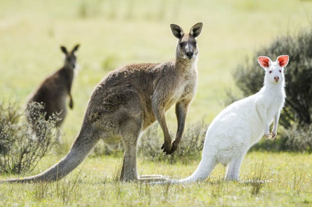 Đỏ kangaroo thuộc họ chân to phim Hoạt hình  Kangaroo Mẹ và Con png tải về   Miễn phí trong suốt Động Vật Hoang Dã png Tải về