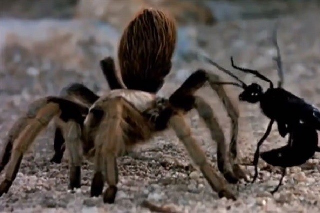 Cận cảnh trận chiến khốc liệt giữa nhện và ong bắp cày 