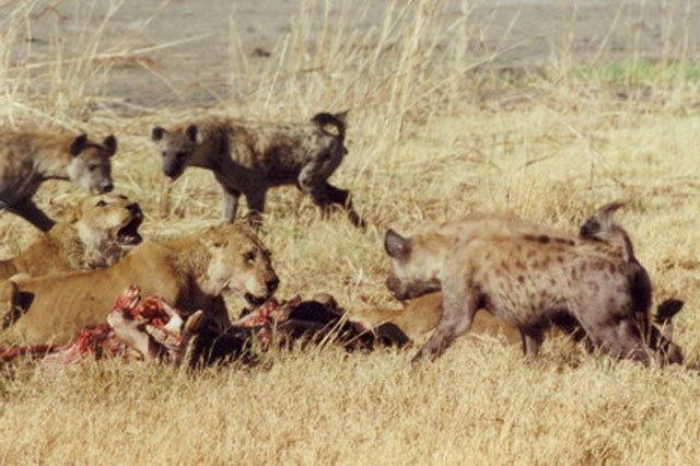 Bầy linh cẩu tấn công sư tử.