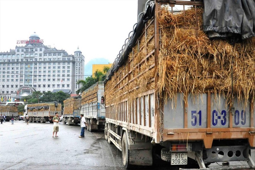 Theo quy định của Trung Quốc, nông sản xuất sang thị trường này không được bọc rơm nhưng nhiều doanh nghiệp hiện vẫn quen duy trì cách thức này. Ảnh: Đức Giang