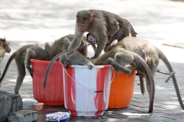 Lũ khỉ đang tranh giành nhau uống nước trong thời kiện thời tiết 50 độ C. Ảnh minh họa.