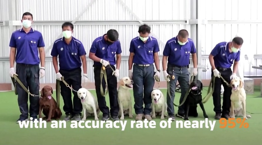Sáu chú chó nghiệp vụ được huấn luyện đánh hơi mùi mồ hôi để phát hiện người mắc COVID-19.