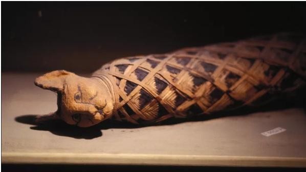 Một xác ướp mèo từ thời Ai Cập cổ đại.