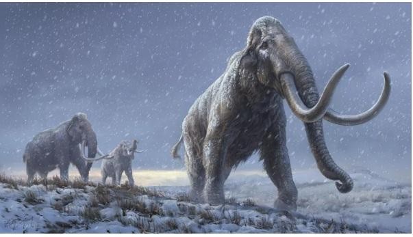 Loài voi ma mút thời tiền sử đã tuyệt chủng được cho là con mồi của con người thời tiền sử.