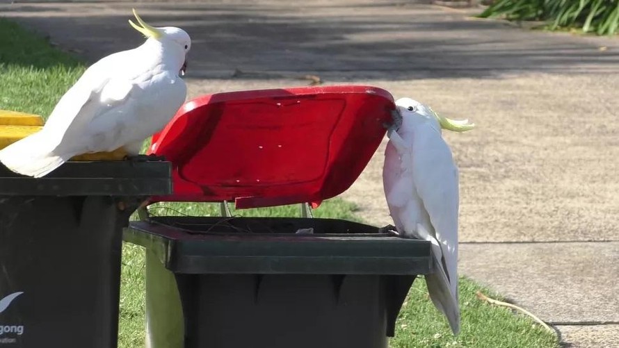 Những chú vẹt mở nắp thùng rác một cách ngon lành.
