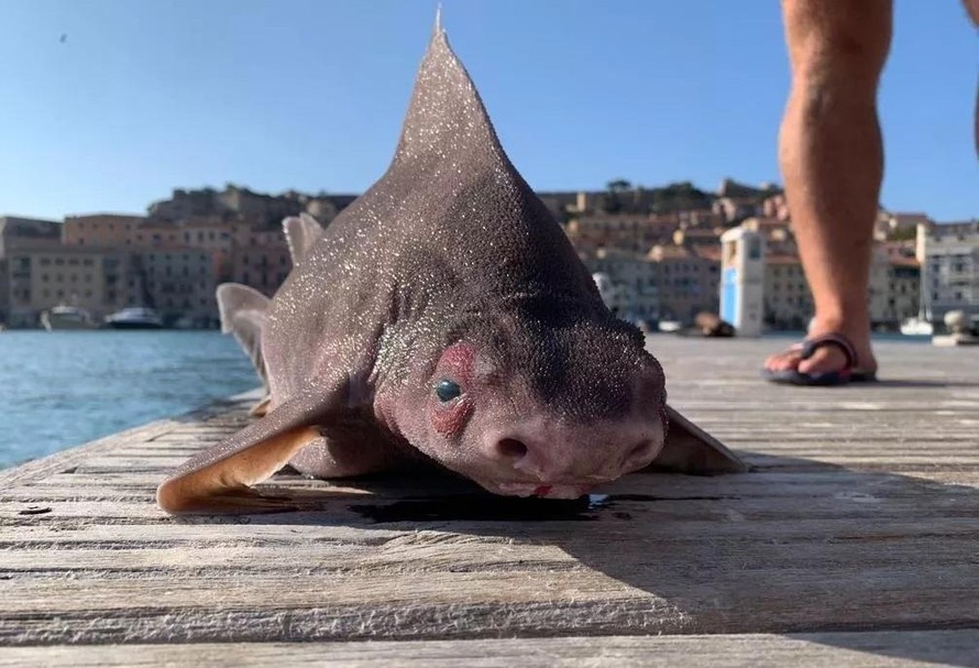Cá mập mặt lợn được vớt lên ở biển Địa Trung Hải.
