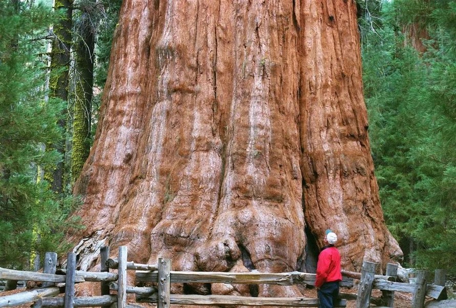 Cây General Sherman cao 83m, đường kính 11m, loài cây khổng lồ nhất hành tinh, đang được bọc màng nhôm chống cháy.