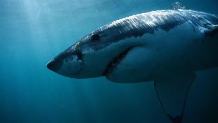 Cá mập trắng chuyên săn hải cẩu và những vụ tấn công người là do chúng nhầm lẫn con người với hải cẩu