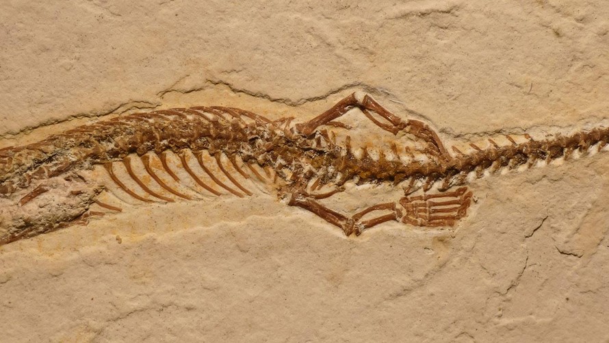 Hóa thạch của rắn bốn chân