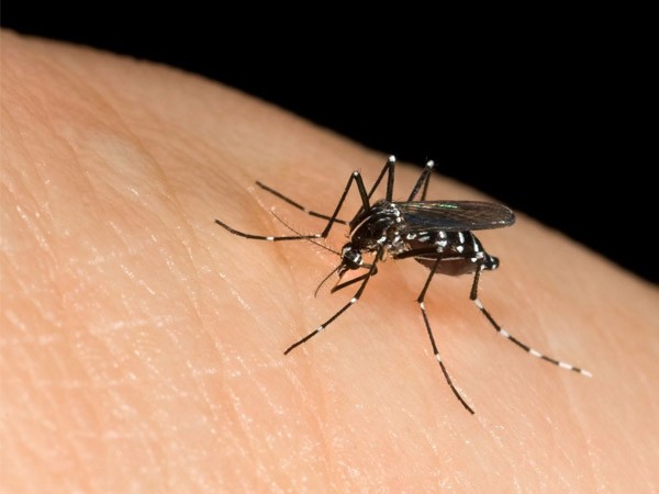 9 mẹo tránh muỗi đốt đơn giản và hiệu quả