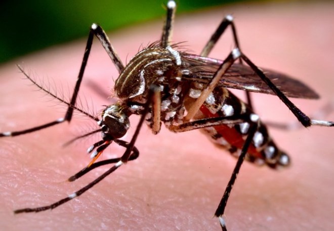 Muỗi đốt người gây sốt xuất huyết hình dáng thế nào?