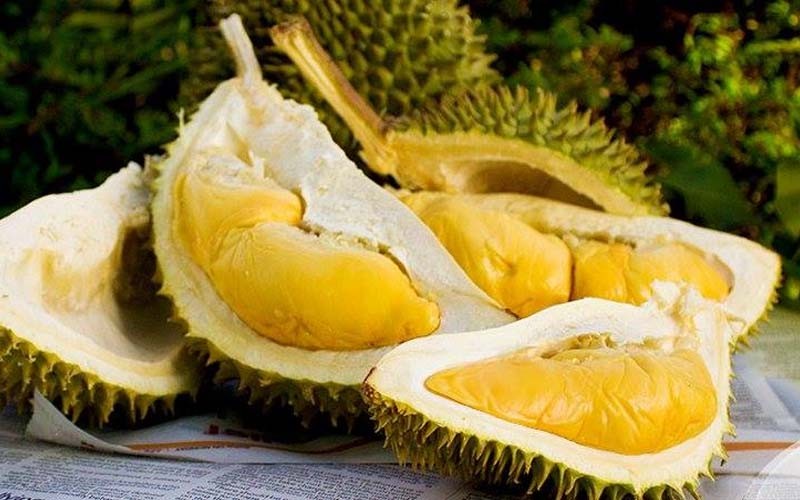 Những người đại kỵ với sầu riêng, thèm đến mấy cũng phải 'tránh cho xa' Những Người Đại Kỵ Với Sầu Riêng, Thèm Đến Mấy Cũng Phải 'Tránh Cho Xa'