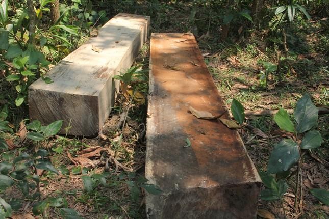Một vụ phá rừng tại huyện Bắc Trà My, Quảng Nam. 