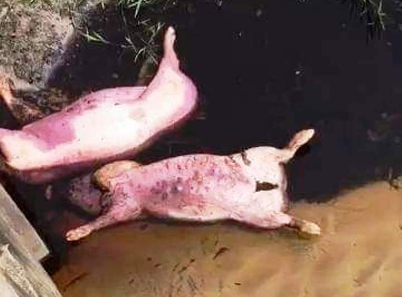 Những con lợn chết bị vứt bừa bãi ven đường này chưa rõ bị mắc bệnh gì, từ đâu ra? (ảnh Facebook)