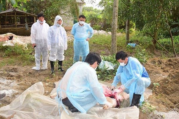 Xử lý lợn bệnh tại TT-Huế