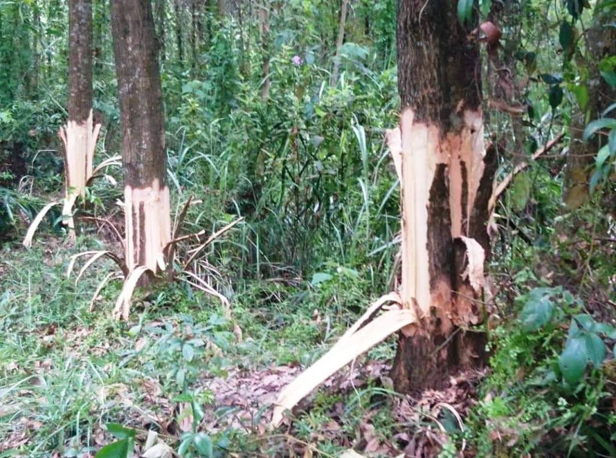 Cây trồng của dân nằm cạnh lô rừng cao su của Bí thư Đảng ủy xã Phong Xuân bị chặt phá, hủy hoại