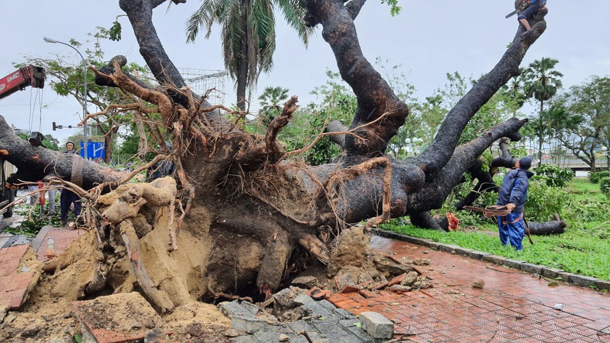 "Cụ" xà cừ số 13 tại TP Huế bị bão 13 quật đổ trong sự tiếc nuối của nhiều người.