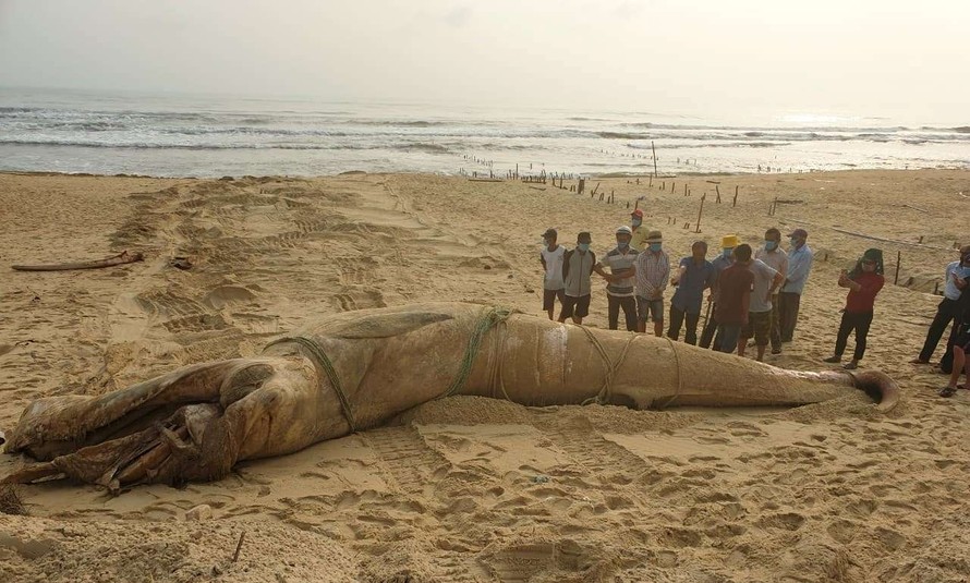 Cá voi nặng hơn 4 tấn trôi dạt vào bờ biển Quảng Nam.