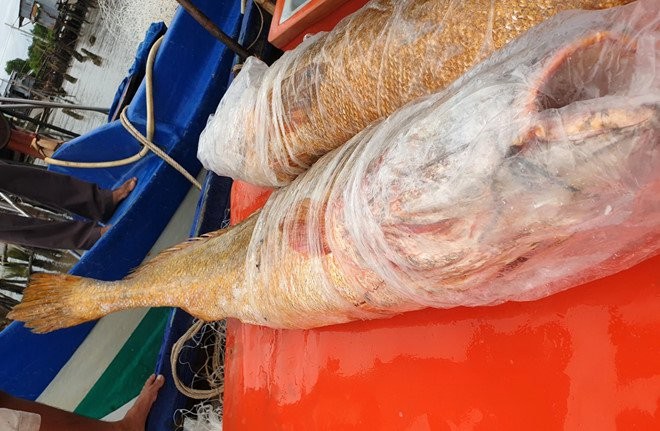 Cá sủ vàng 'khủng' xuất hiện sau 30 năm ở Cà Mau